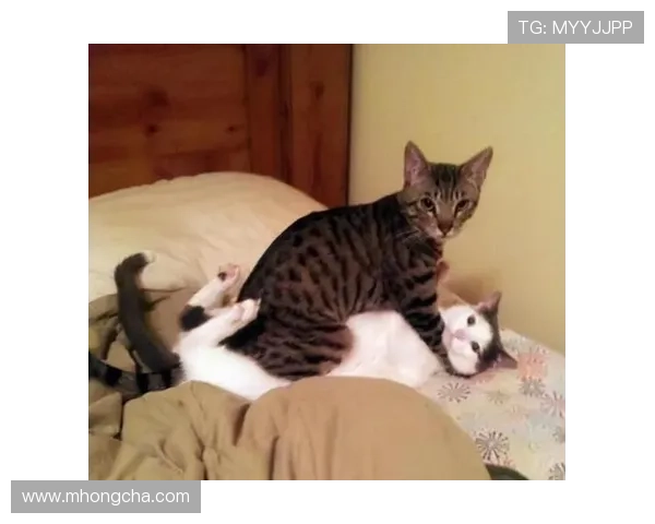 足球场上的猫咪爱好者揭秘那些热爱猫咪的足球明星们的趣事与故事